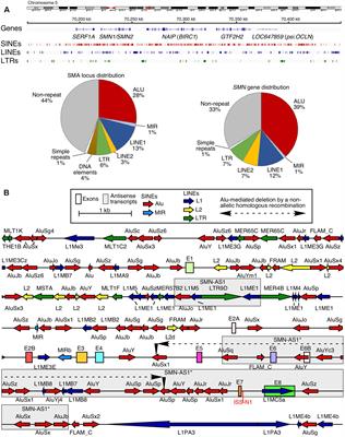 A Multilayered Control of the Human Survival Motor Neuron Gene Expression by Alu Elements